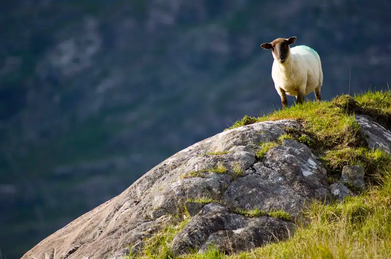 The Ring of Kerry Rail Tour From Dublin