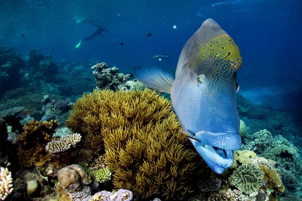 Half Day Snorkelling Great Barrier Reef From Cairns | Escape the Crowds!