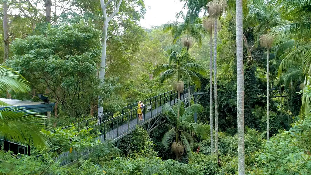 Mt Tamborine Rainforest Skywalk + Hop-on Hop-Off Pass | From Brisbane or Gold Coast