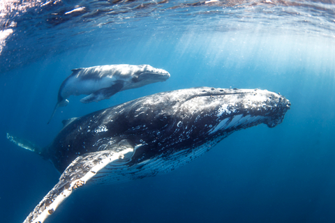 Sunshine Coast Swim with Whales