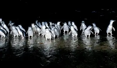 Phillip Island Penguin Parade & Wildlife Park