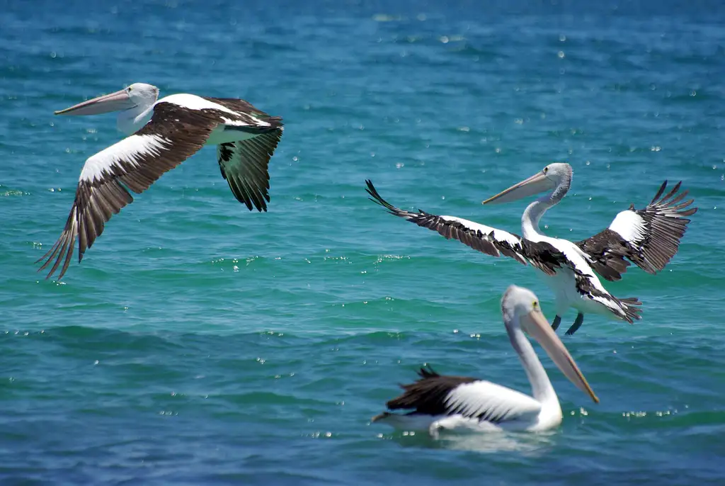 Dolphine Cruise from Mandurah
