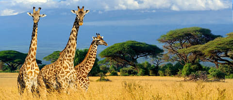Wildlife & Nature