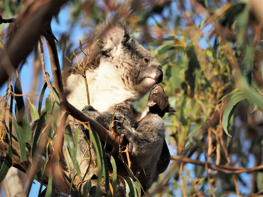 Kangaroo Island Koala Walking Tour