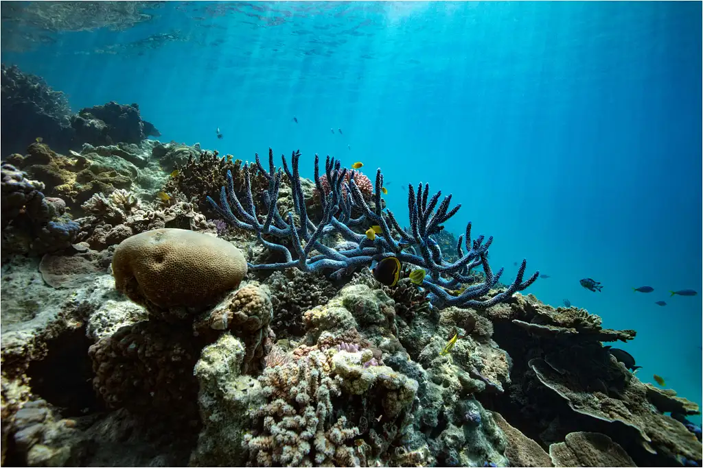 Lady Musgrave Island Day Tour