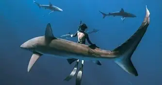Freedive/Snorkel with Sharks Eco Tour (Cage free) - Oahu