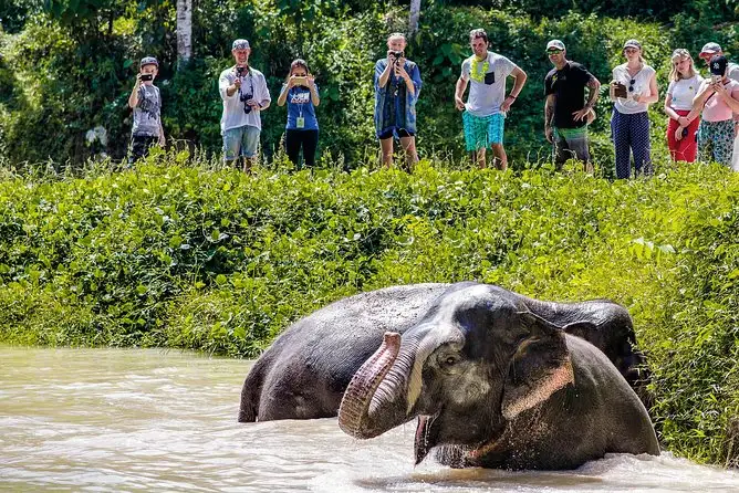 Phuket Elephant Sanctuary Canopy Walkway Program