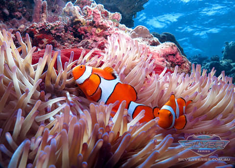 Great Barrier Reef Dive Trip