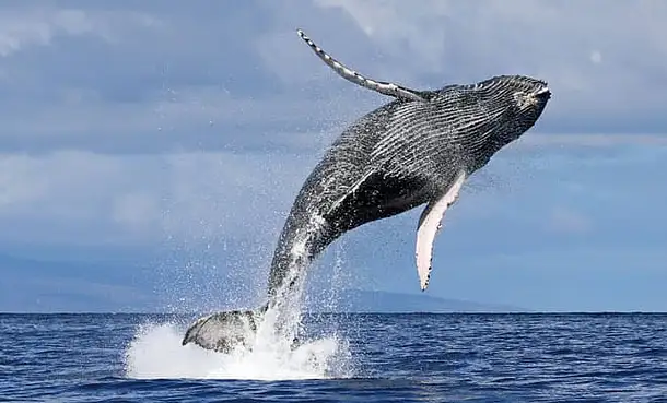 Intimate Sydney Whale Watching Experience
