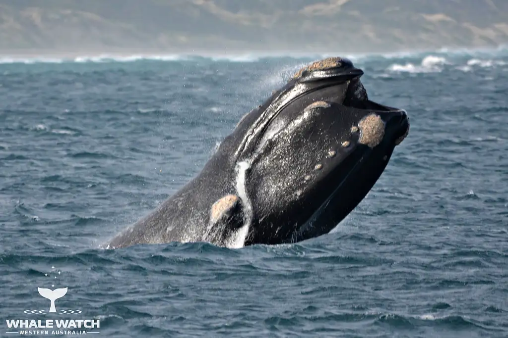 Whale Watch Experience AUGUSTA