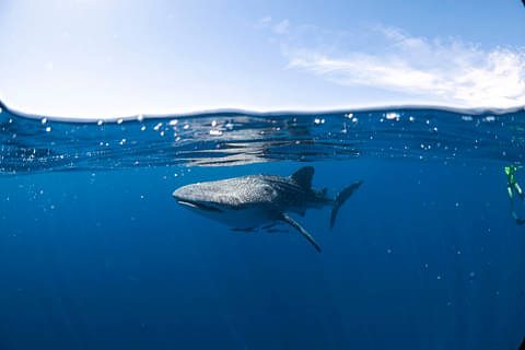 Swim with Whale Sharks Ningaloo Reef