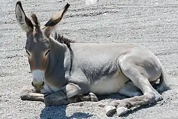 Historic Oatman Village & Route 66 Museum Experience