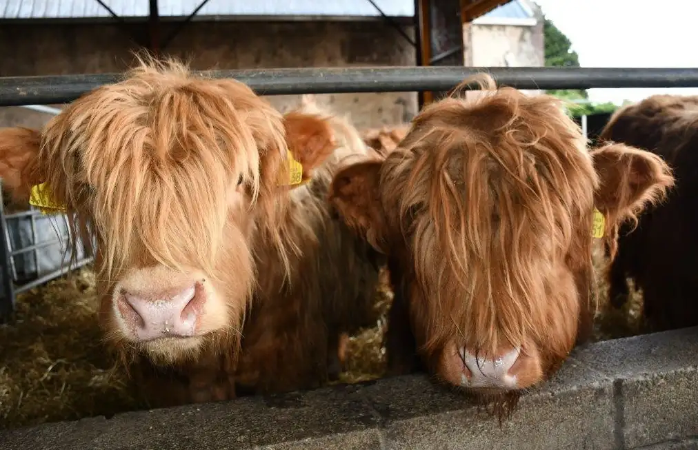 Food & Farm Experience Aberdeenshire Highland Cattle | Banchory Premium Half Day Tour