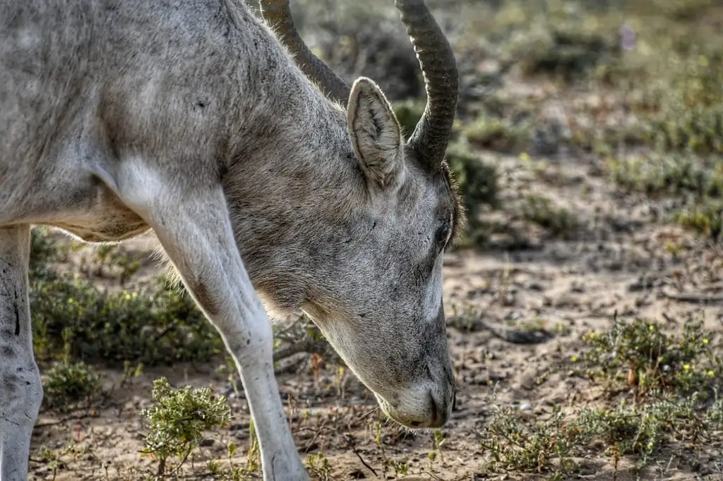 Half Day Souss-Massa National Park Guided Tour