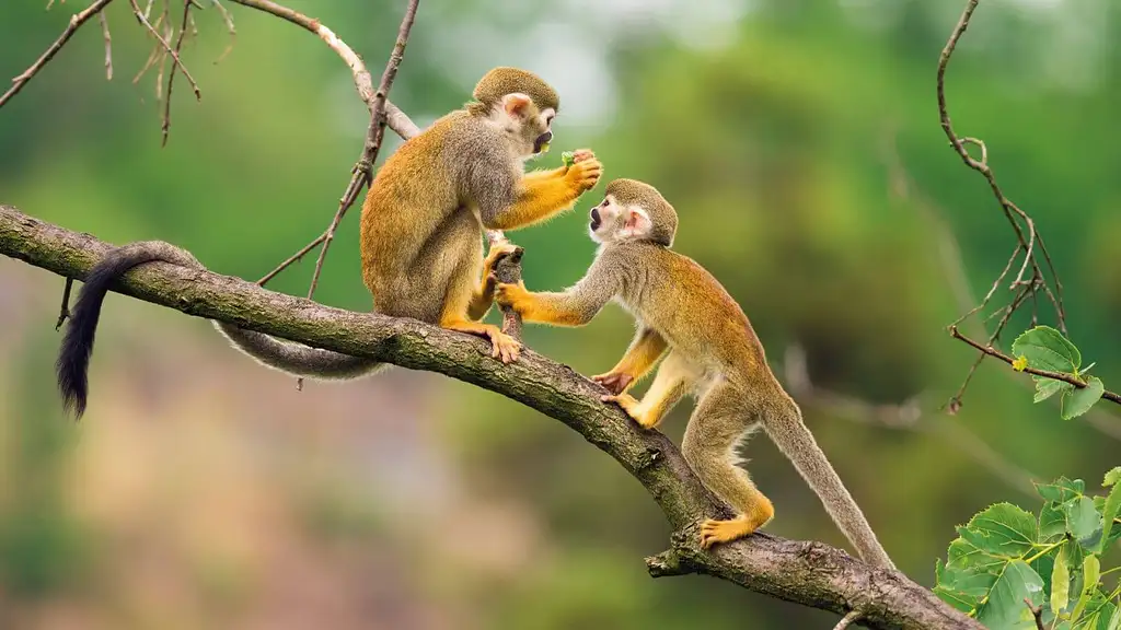 2 Day Jungle Adventure and Amazon Tour - Iquitos, Peru