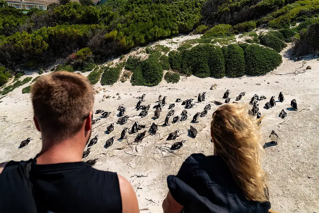 12-day South Africa Adventure Johannesburg to Cape Town | Intro Travel