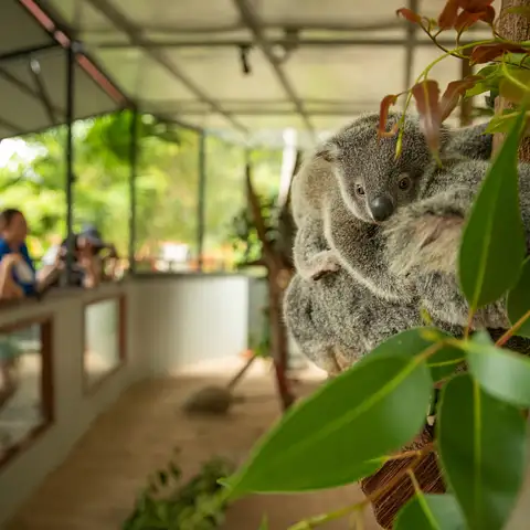 Kuranda Koala Gardens Entry Discount