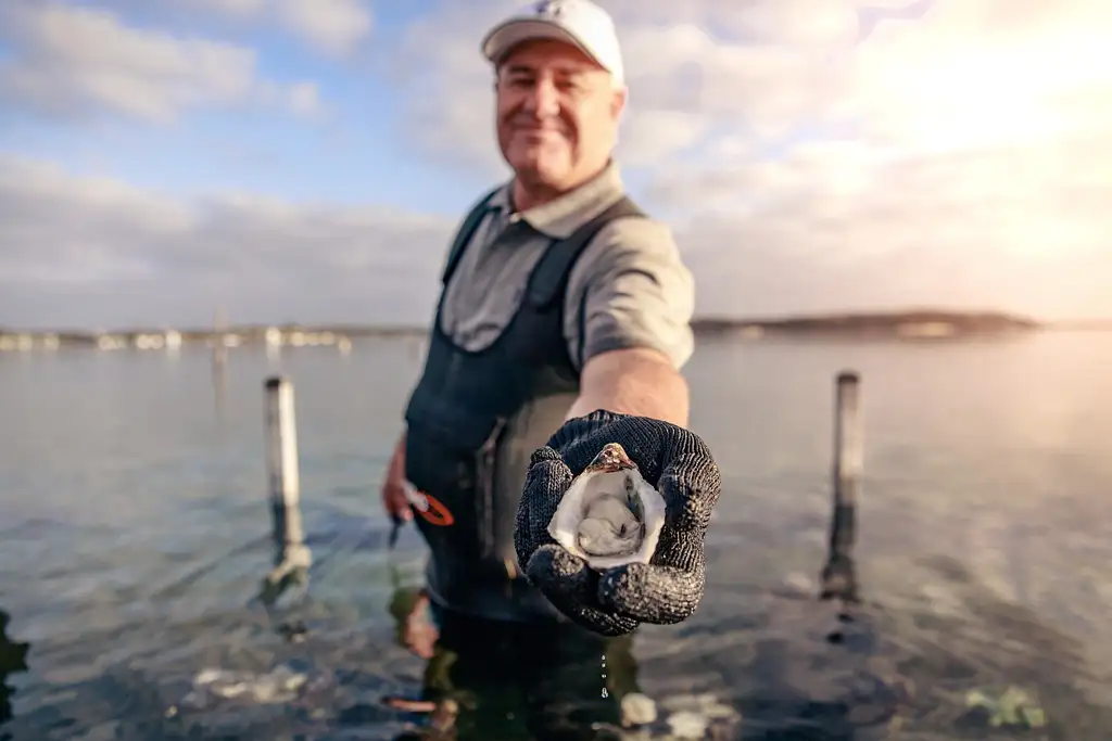 Coffin Bay Oysters & Sightseeing 4WD Tour