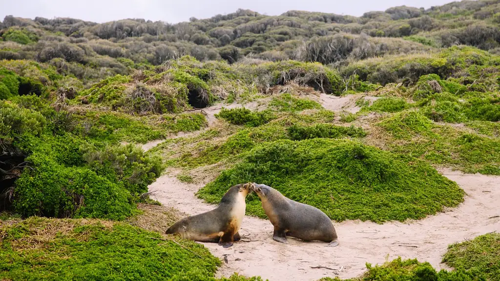 Kangaroo Island 2 Day Wildlife Adventure | Groovy Grape Adventures