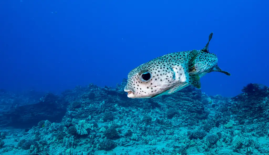 Shallow Reefs Dive Tour