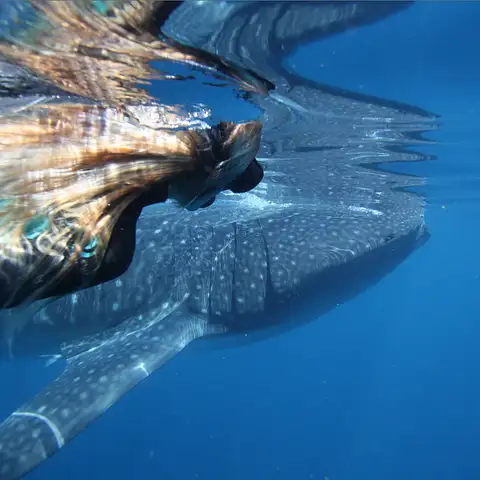 Ningaloo Reef Whale Shark Swim And Snorkel