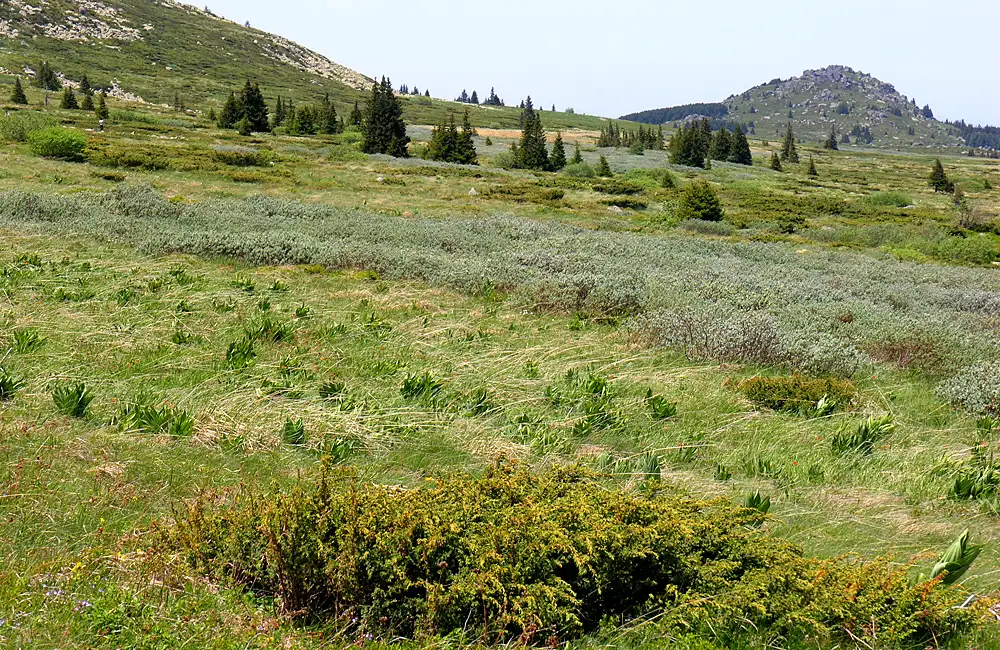 One-day Hiking Tour From Sofia To Vitosha Mountains