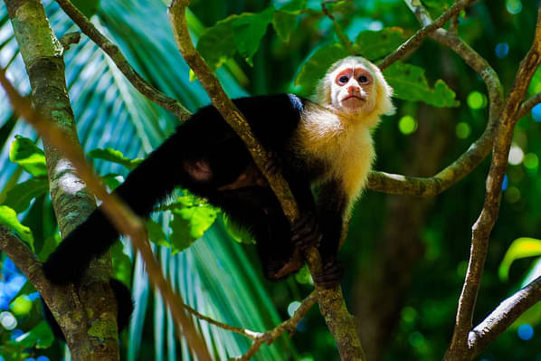 congo-canopy-monkey.jpg