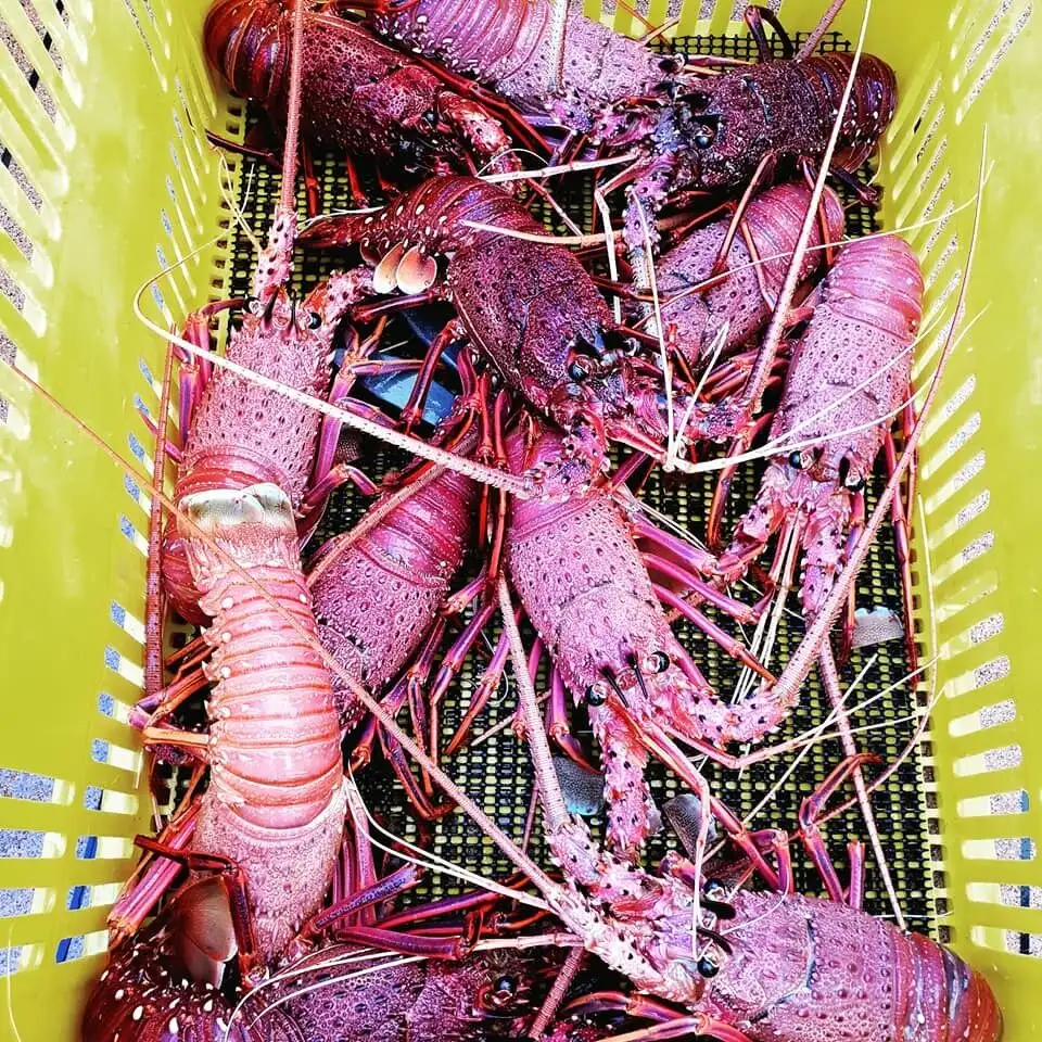 Rottnest Island Luxe Seafood Cruise - Departing Fremantle
