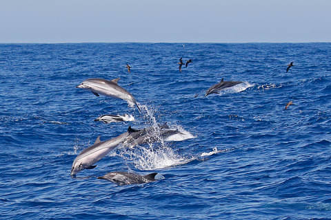 Bremer Bay Killer Whales