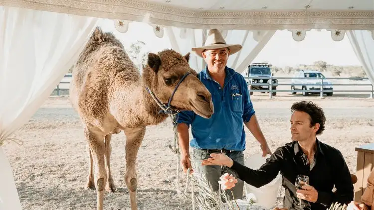 Scenic Rim - Camel Farm Experience | Barmy Army Experience