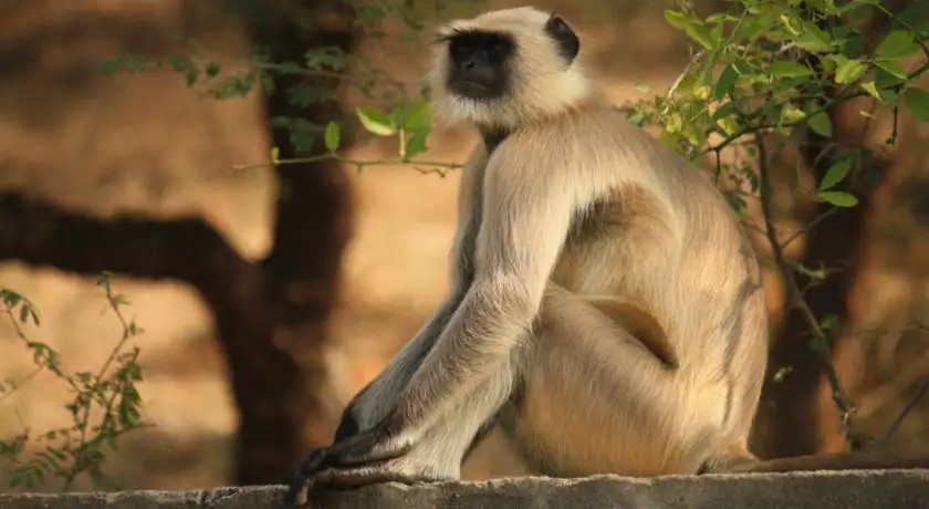 India Tiger Photography Tour