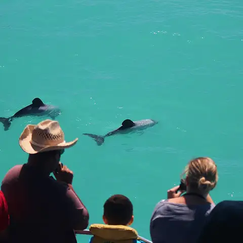 Passengers & Hectors Dolphins.JPG