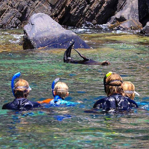 Kangaroo Island Snorkel Tour