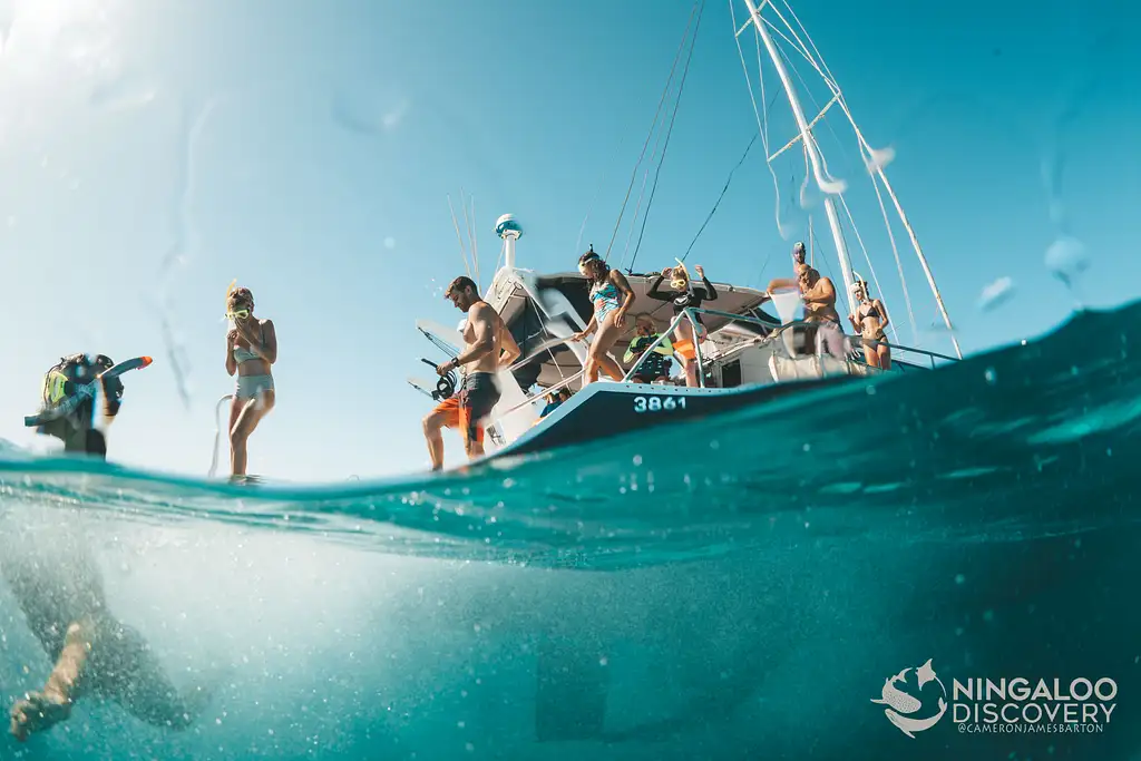 Ningaloo Whale Shark Swim on a Catamaran (Mar-July) | From Exmouth