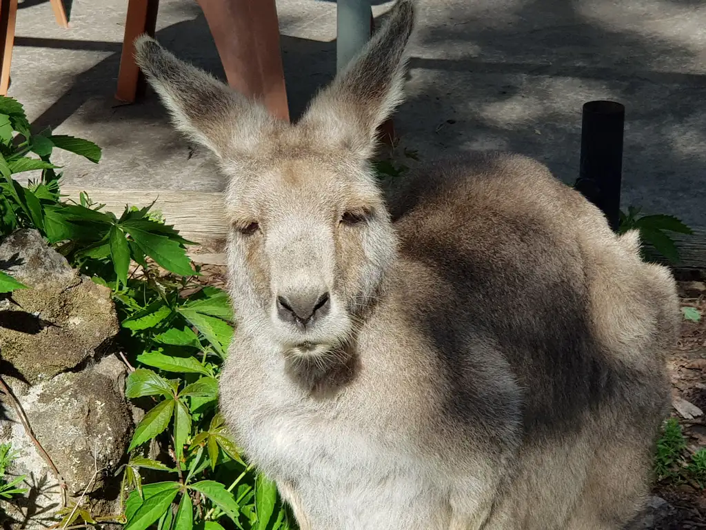 Mt Macedon Ranges & Daylesford Day Trip