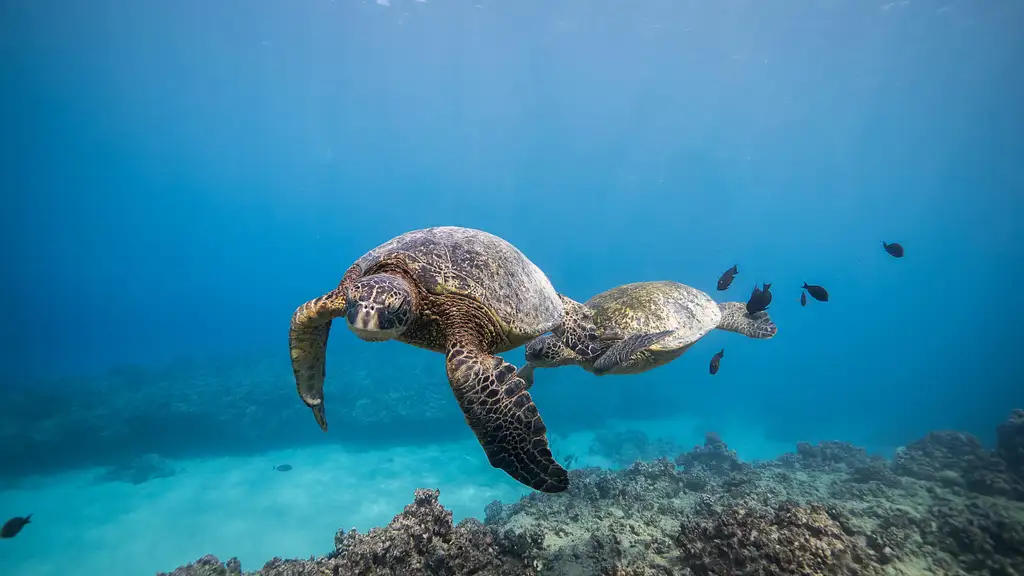 Shallow Reefs Dive Tour