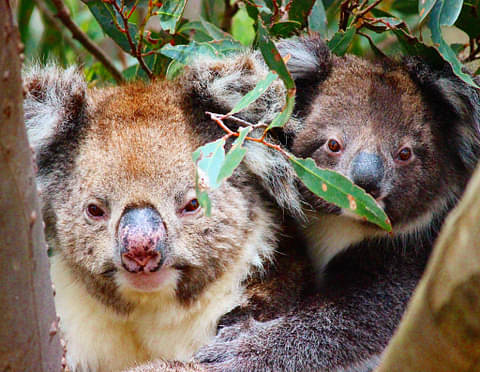 Kangaroo Island Quad Bike Adventure Wildlife