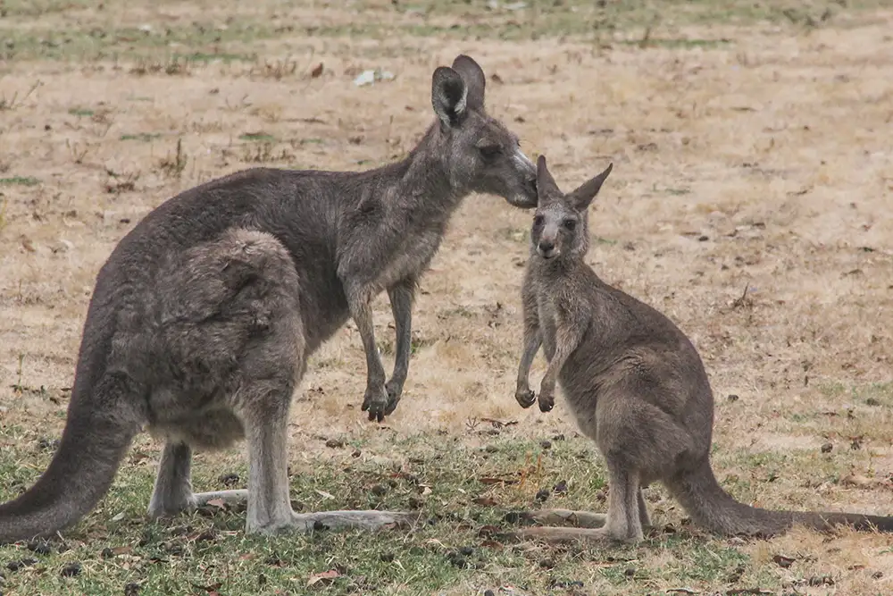 Great Ocean Road & Grampians 3 Days 2 Nights from Adelaide to Melbourne