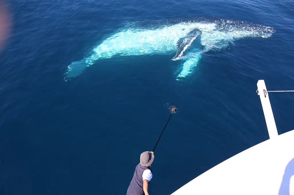 Whale Watching - Sea World Cruises | Gold Coast