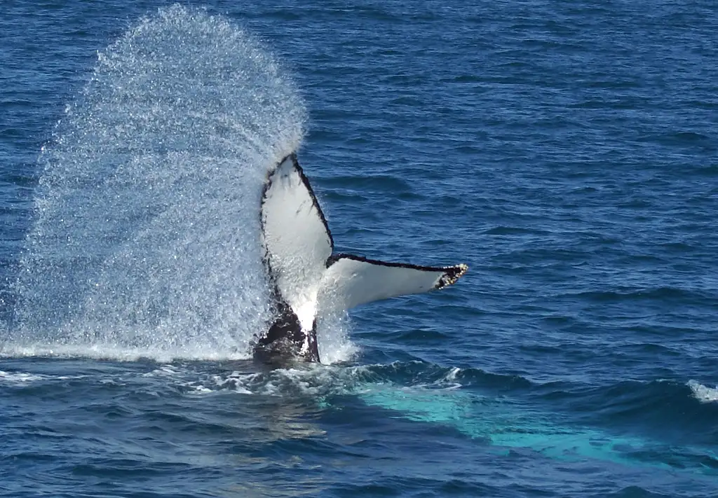Freedom Premium 3/4 Day Whale Watch Cruise - spend more time with the whales