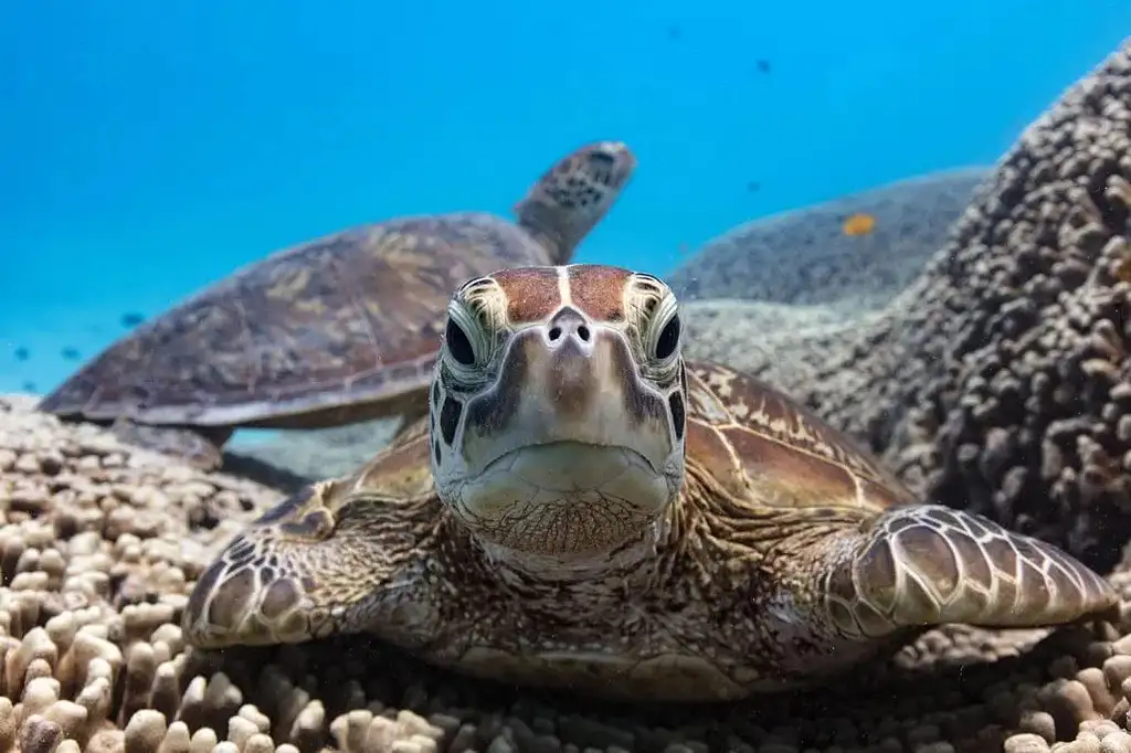 Lady Musgrave Experience Southern Great Barrier Reef Full Day Tour - Departs Bundaberg