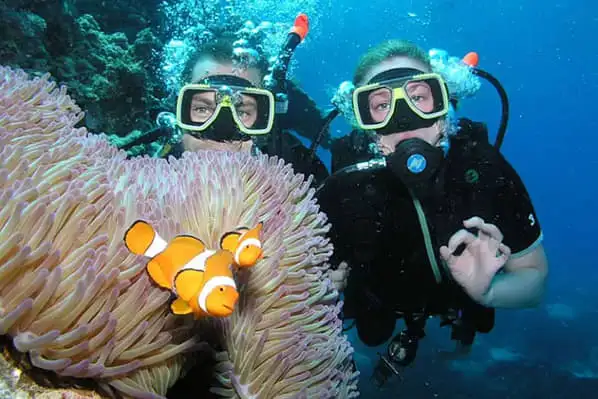Great Barrier Reef animals