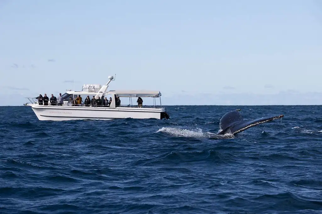Sydney Whale Watching Experience | Small Ggroup