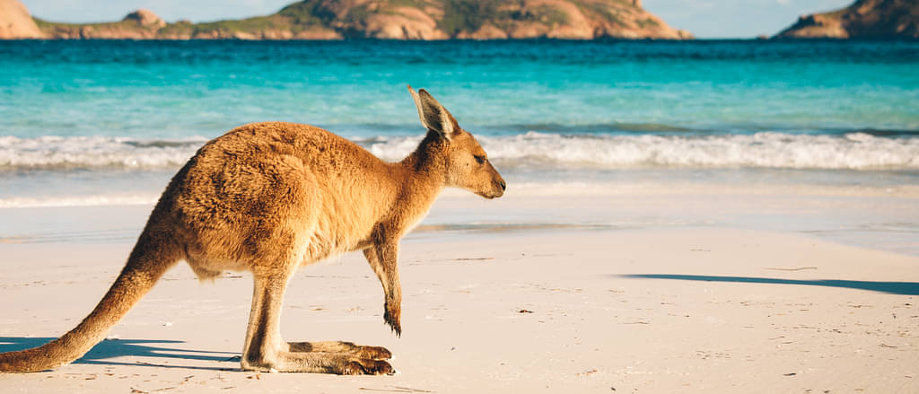 Baby Kangaroo Hopping Near The Edge Of The Water On A Beach In Australia