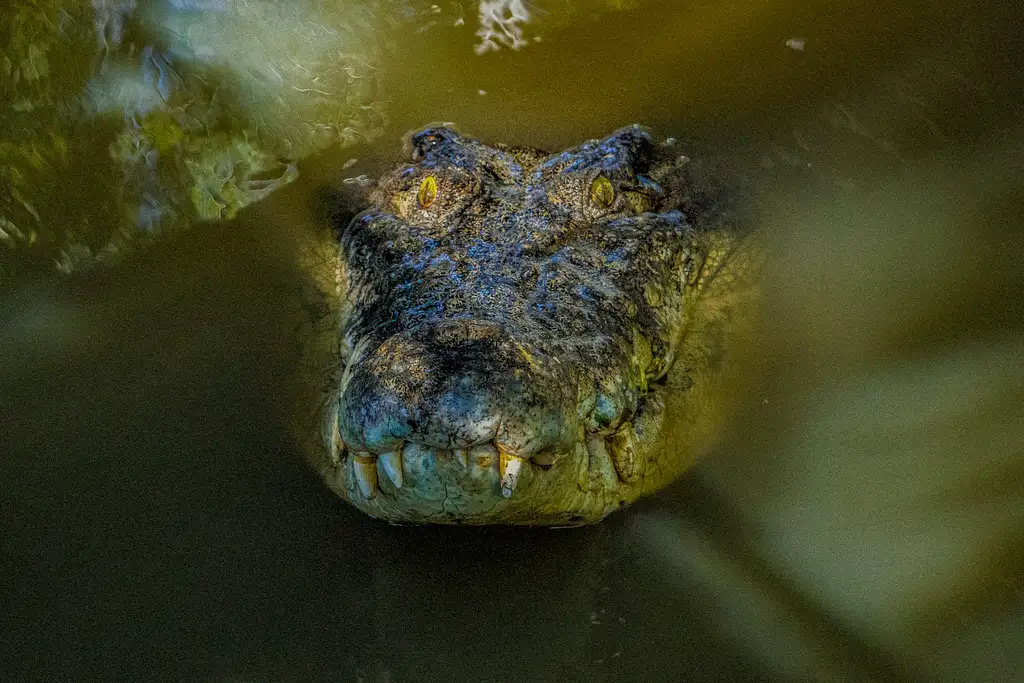 Experience the Power of a Saltwater Crocodile at Feeding Time