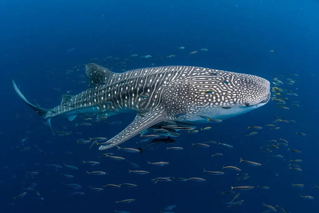 Coral Bay Whale Shark Safari (March-June)