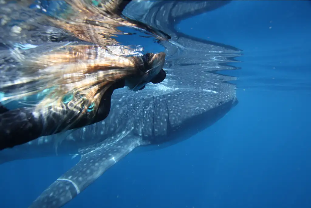 Ningaloo Whale Shark Swim & Eco Tour On A Catamaran (Aug-Oct) | From Exmouth