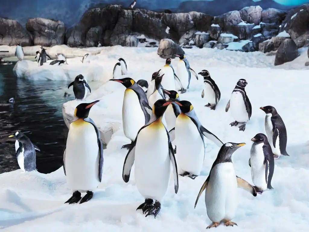 Zoo Aquarium Madrid Entrance Tickets