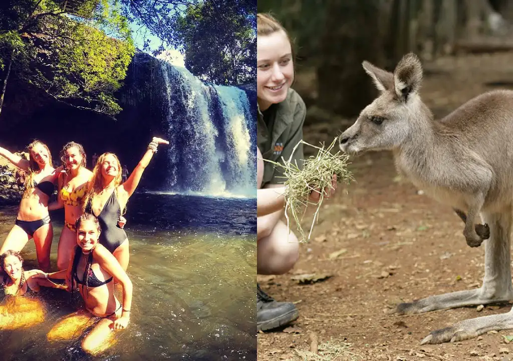 Byron Bay Koala and Kangaroo Safari