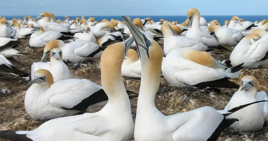 Muriwai Beach & Gannet Eco Tour | Private Tour